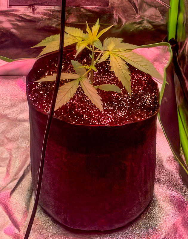 3 неделя роста марихуаны