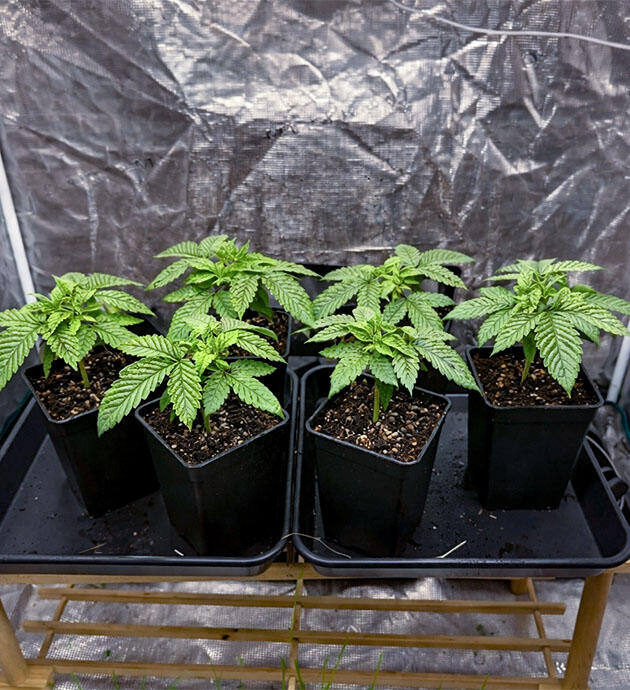 Конопля после топпинга и внекорневой обработки