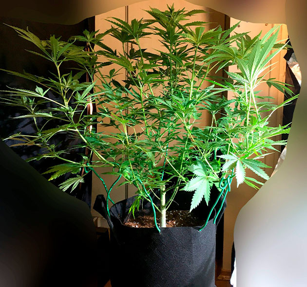 5 неделя выращивания Grandaddy Purple