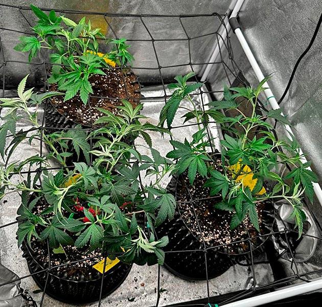 Кусты каннабиса на шестой неделе вегетации под сеткой