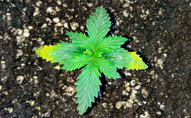 Влияние температуры на рост саженцев