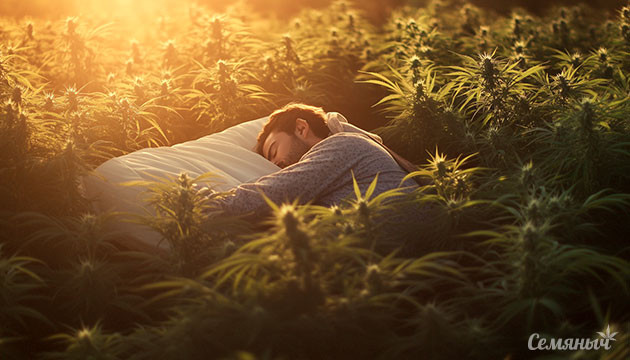 Как каннабис помогает при бессоннице