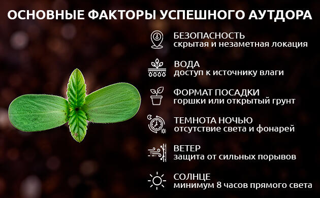 Условия для выращивания конопли в аутдоре на открытом участке Главные факторы успешного аутдорного выращивания
