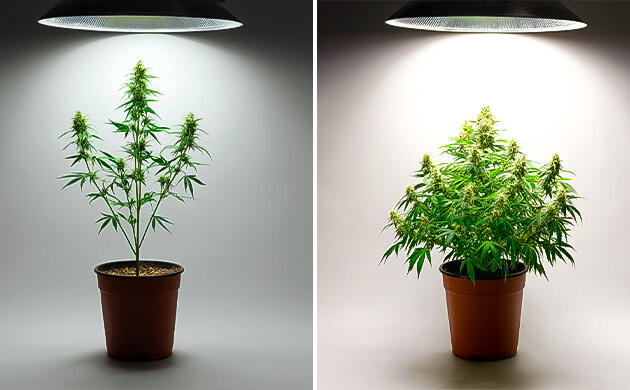 Недостаток света на стадии цветения