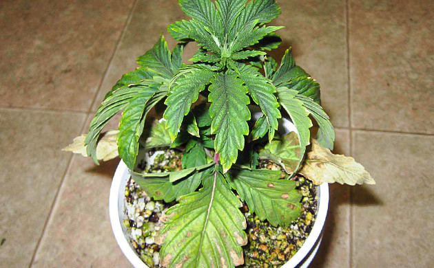 Водный стресс у конопли Обвисшие листья куста покрытые коричневыми пятнами