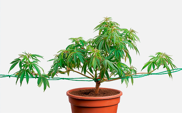 Выращивание конопли методом мейн лининга