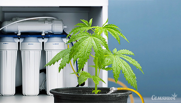 Преимущества использования обратного осмоса для выращивания конопли