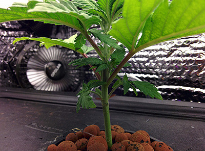 Куст конопли Fruit Punch fem на 3 неделе гровинга