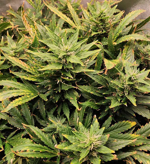 Проблемы с желтыми пятнами на кусте конопли Куст конопли с желтыми пятнами