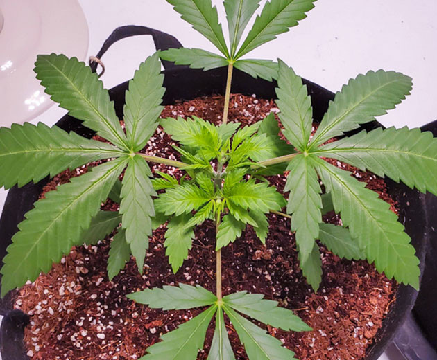 Топпинг на 4 неделе Обрезка верхушки куста каннабиса