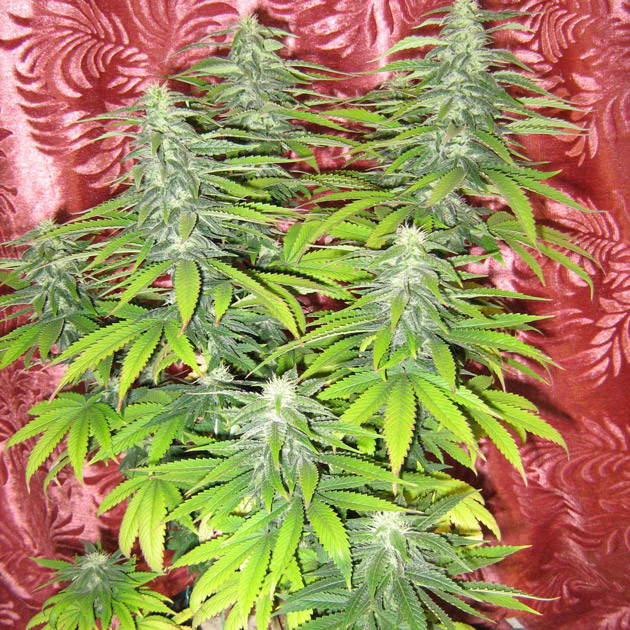 Куст каннабиса с развивающимися шишками