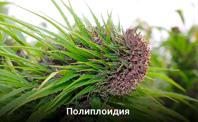 Вид мутации каннабиса Полиплоидия конопли