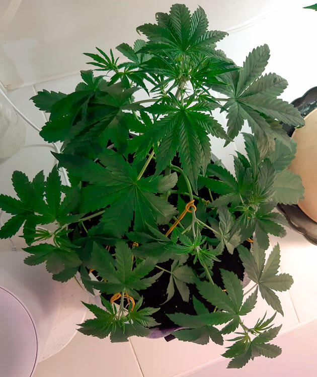 Полив чистой водой и LST-тренировка Куст Zkittlez Auto от сидбанка Семяныч на 4 неделе