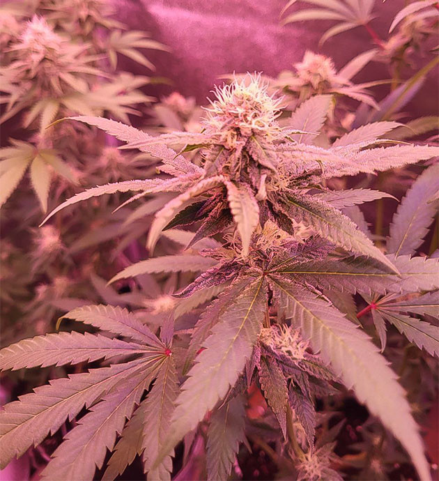 Куст конопли на 12 неделе