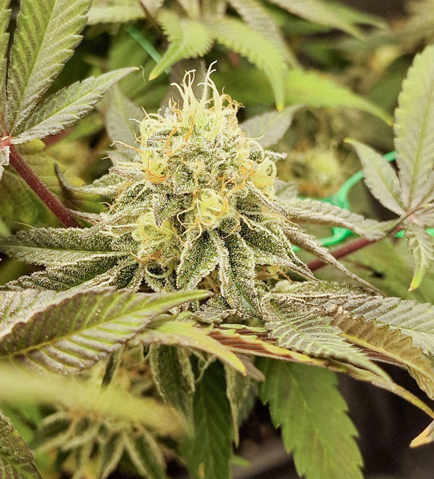 Желтеющие листья и харвест Poddy Mouth