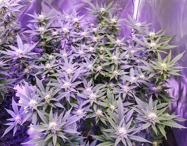 Рост конопли 72 см