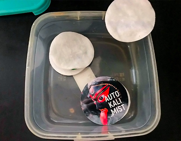 Замачивание семени в ватных дисках