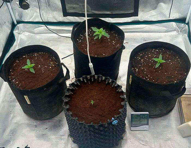 Конопля на 2 неделе роста