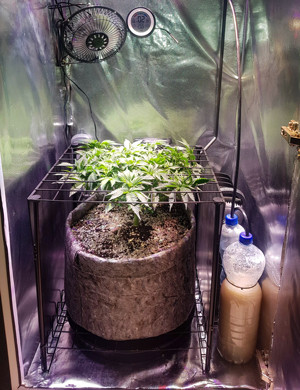 Высота куста 22 см Куст конопли в гроубоксе