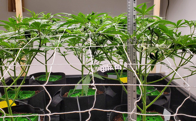 Натяжка сетки ScrOG