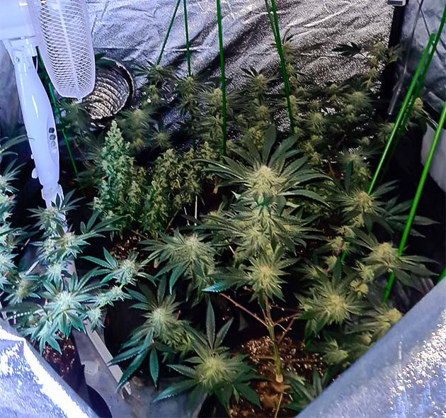 Подвязка тяжелых от соцветий ветвей Установка подпорок в горшках