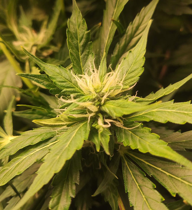 Появление сухих кончиков на листьях конопли Соцветие CBD Auto 20:1 на 7 неделе выращивания