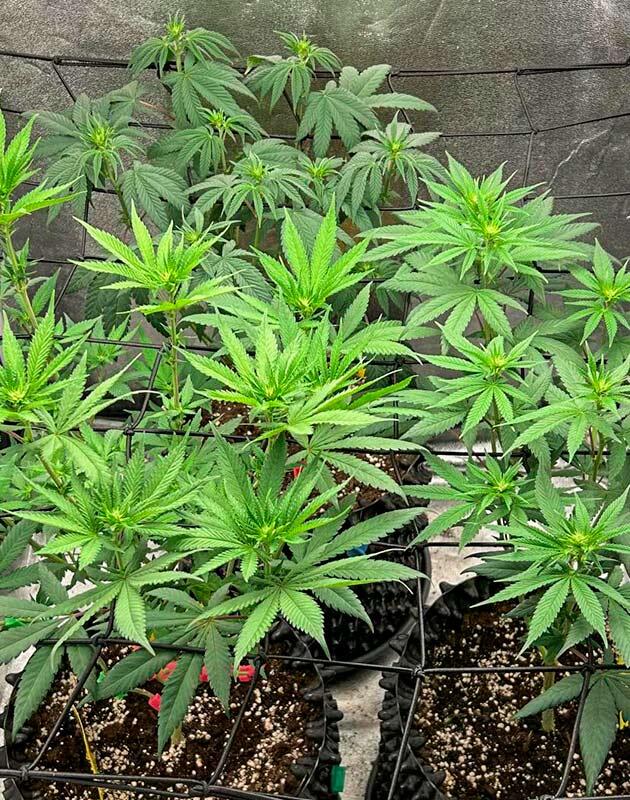 Кусты каннабиса после перевода света на 12/12