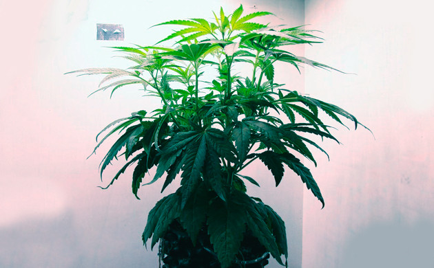 Вытянувшийся в рост куст