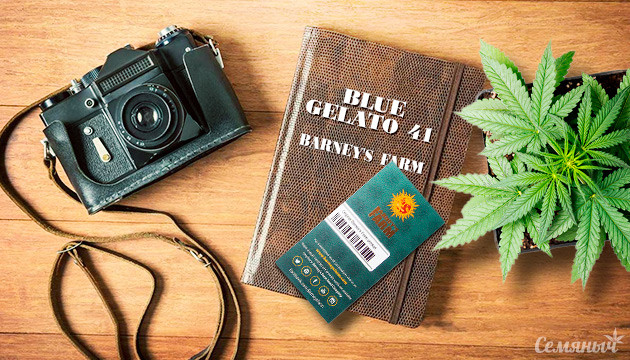 Репорт о выращивании сорта Blue Gelato 41