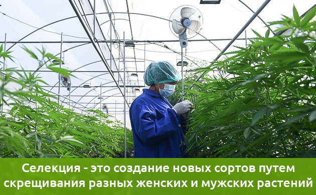 Селекция – процесс получения новых сортов
