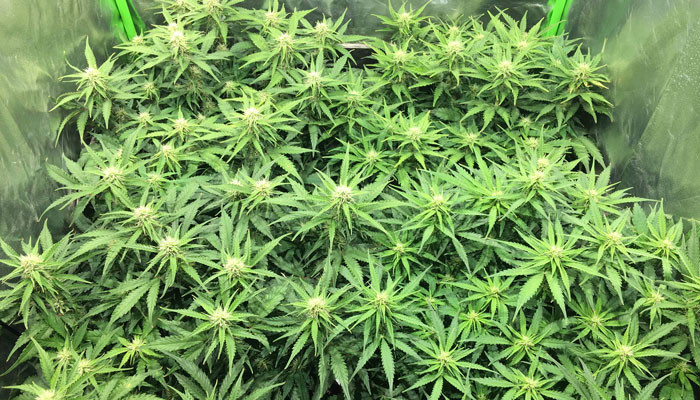 Кусты Jack 47 Auto в гроутенте