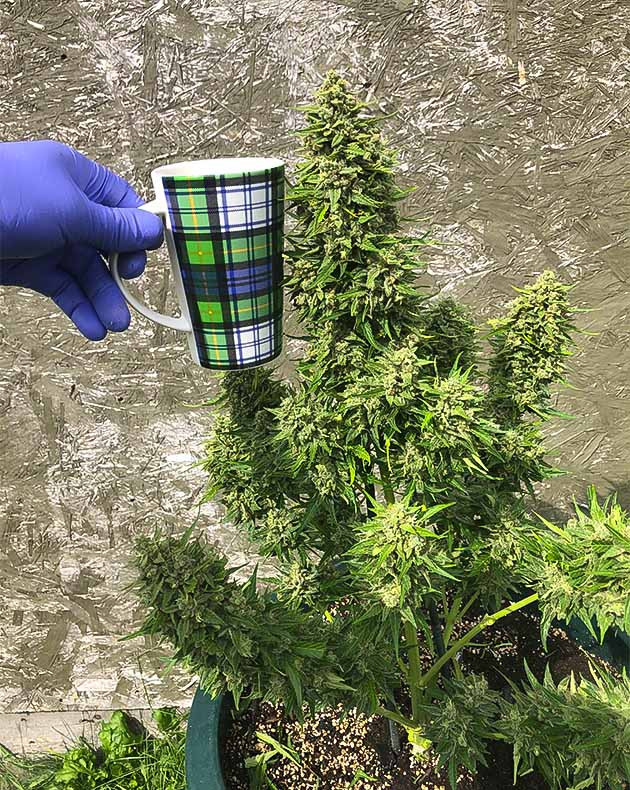 Сбор урожая с кустов Original Jack Herer Auto