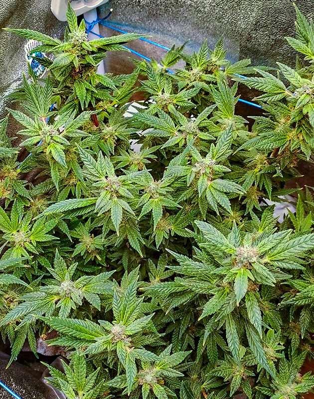 Куст Bruce Banner от Семяныча на 12 неделе развития