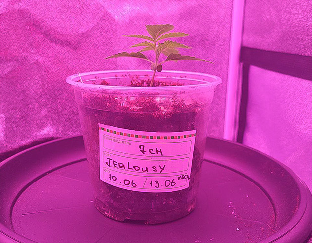 Промежуточный горшок с марихуаной