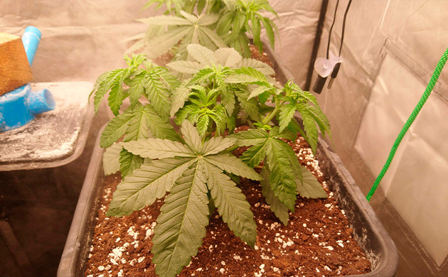 Кусты высотой 15 см