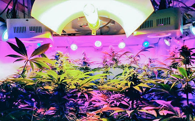 Преимущества выращивания каннабиса с дополнительным освещением