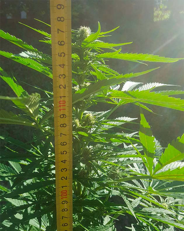 Куст конопли выстой 117 см