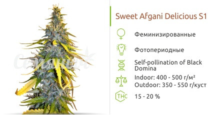 Сорт марихуаны S.A.D. Sweet Afgani Delicious S1 S.A.D. Sweet Afgani Delicious S1 от Sweet Seeds