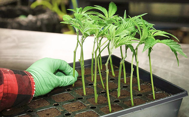 Клоны конопли