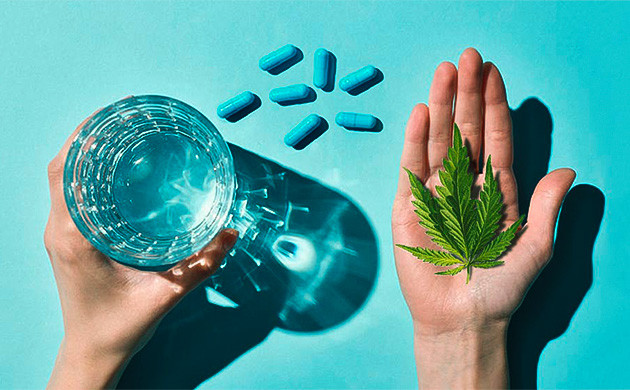 Совмещение конопли и антибиотиков