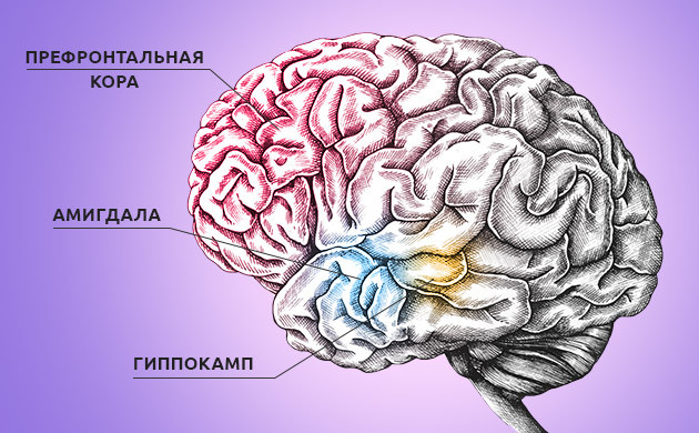 Воздействие ТГК на три отдела мозга Три отдела мозга, на которые воздействует ТГК
