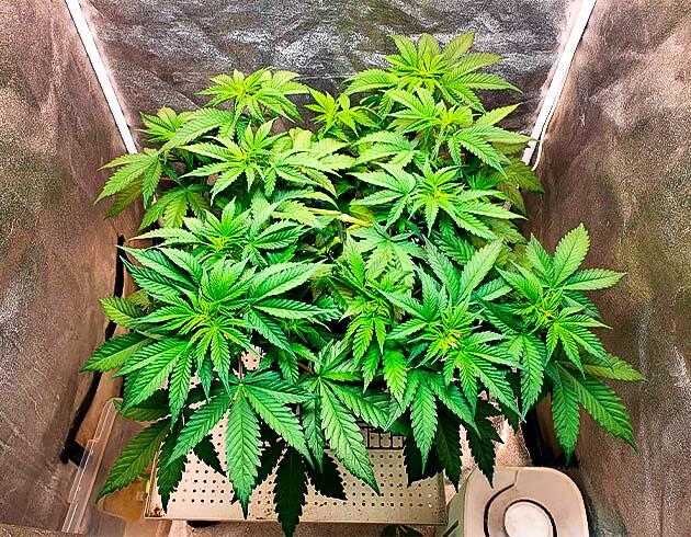 Проблемы с влажностью и температурой 5 неделя вегетации RS11 от 7CH American