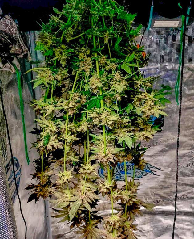 Харвест конопли Марихуана сорта Runtz на сушке