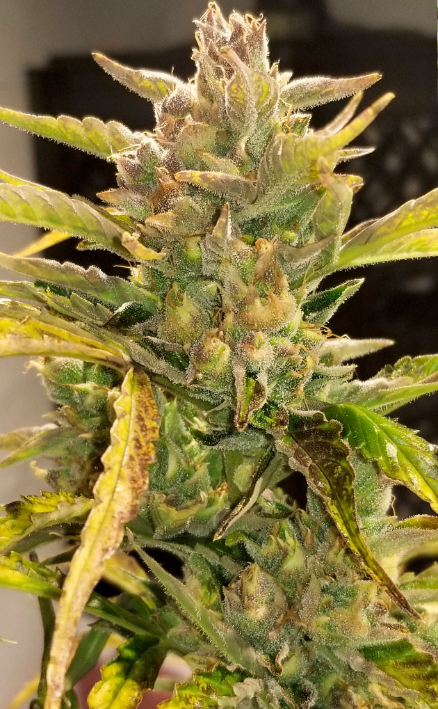 Бошки марихуаны