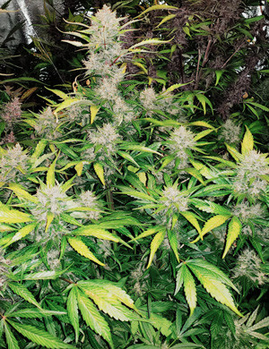 Конопля перед харвестом