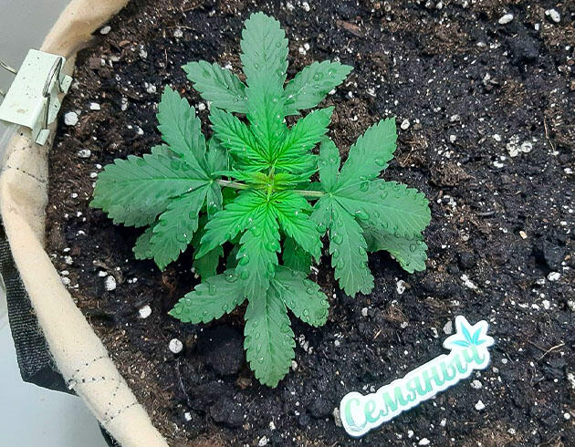 Пролив субстрата и состав удобрений Растишка Gorilla Cookies Auto на стадии вегетации