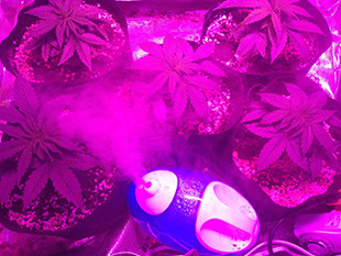 Ростки марихуаны Gorilla Auto в гроубоксе