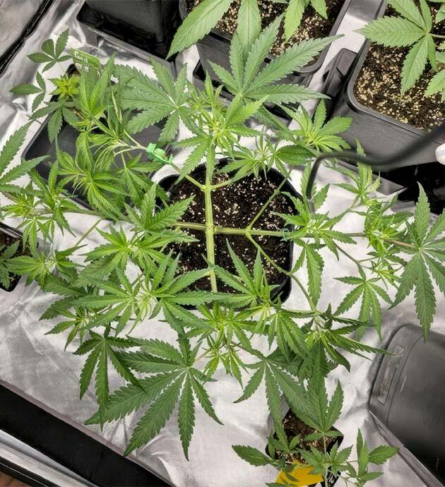 Тренировки и изменения в питании Куст Super Silver Haze от GHS на 5 неделе