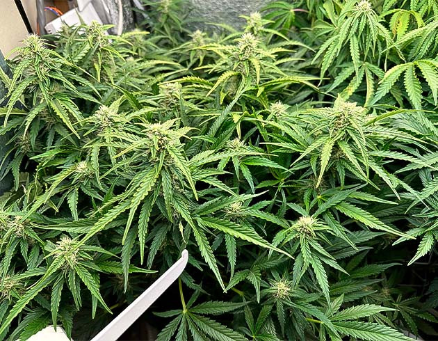 Изменение светового режима марихуаны Запах конопли усилился