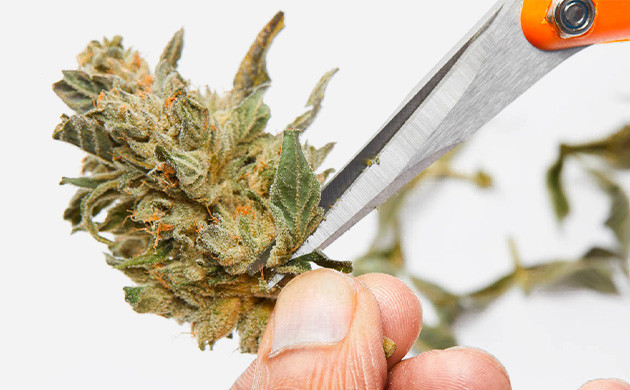 Сухой тримминг шишек конопли Сухой маникюр марихуаны